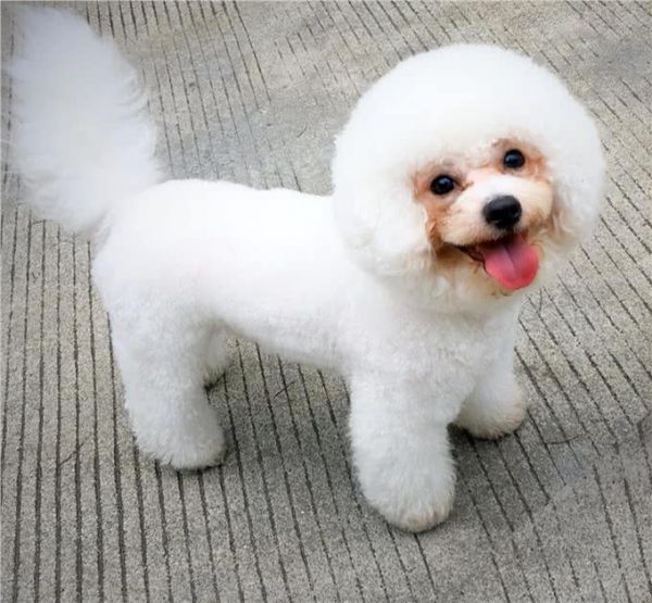 狗狗有泪痕，多半是这7个原因引起的!