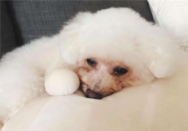 狗狗有泪痕，多半是这7个原因引起的!