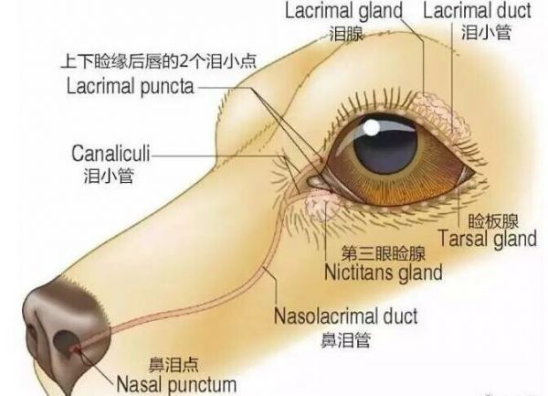 如何解决狗狗泪痕问题?专家建议的五个方法