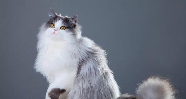 如何有效处理波斯猫泪痕？（宠物美容的必修技能，了解波斯猫泪痕的成因及应对方法）