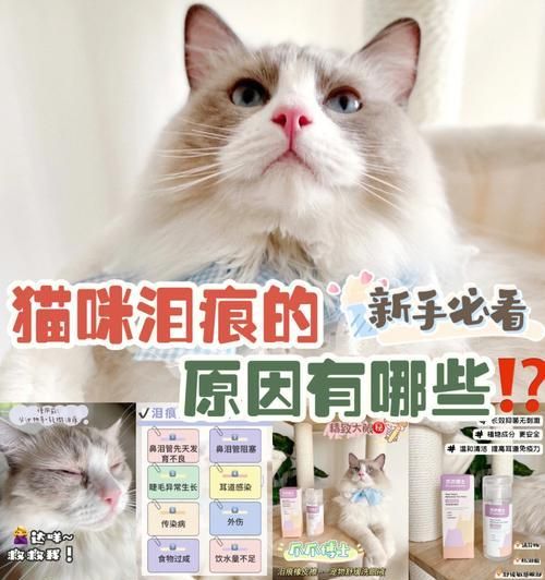 如何有效处理波斯猫泪痕？（宠物美容的必修技能，了解波斯猫泪痕的成因及应对方法）