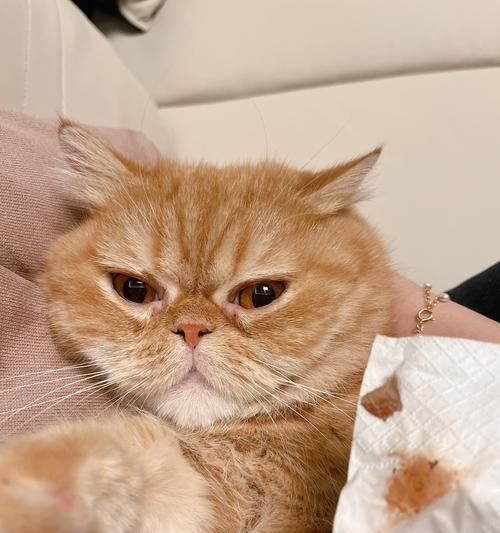 如何有效处理波斯猫泪痕？（宠物美容的必修技能，了解波斯猫泪痕的成因及应对方法）