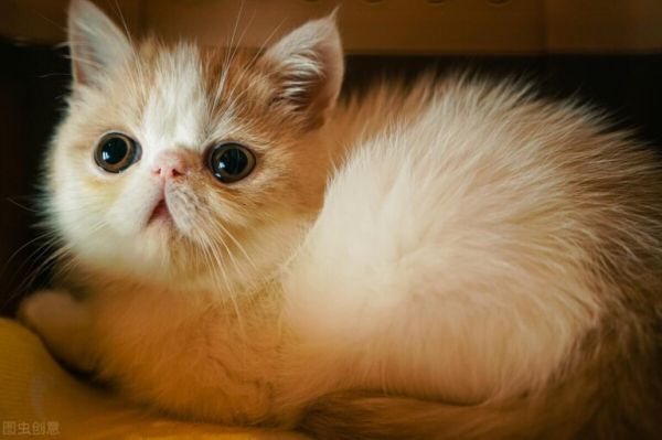 加菲猫泪痕特别严重怎么办?附常见原因与处理方法