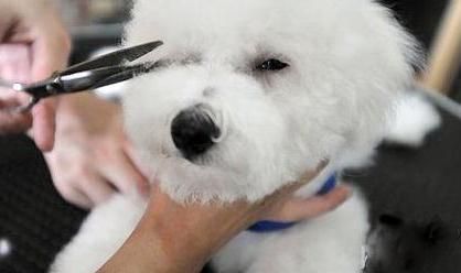 宠物泪痕清洁小窍门