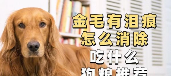 如何避免宠物犬的泪痕问题（狗粮选择是关键）