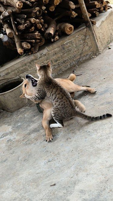 猫狗大战，一触即发