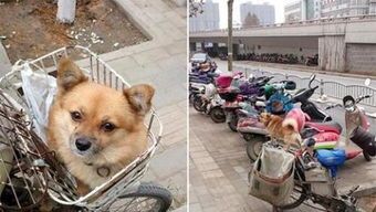 “宠物快递，狗狗也能轻松出行”