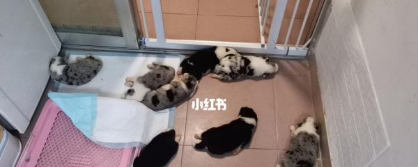 小狗一胎能生几个宝宝（探究小狗生育能力的关键因素）