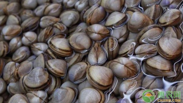 水产养殖很难吗？专家告诉你各类水产生物养殖技巧-图片版权归惠农网所有