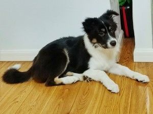宠物零食——蛋黄粉的做法步骤 第9步