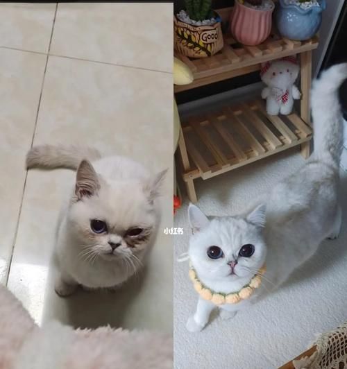 用宠物猫咪的毛剪出美丽的艺术品（创意与实用的融合）