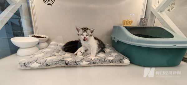 宠物猫咪 图片来源:每经记者 彭斐 摄
