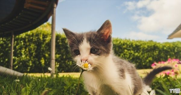 聋猪可以长多大,宠物猪的体重与寿命 - TT猫