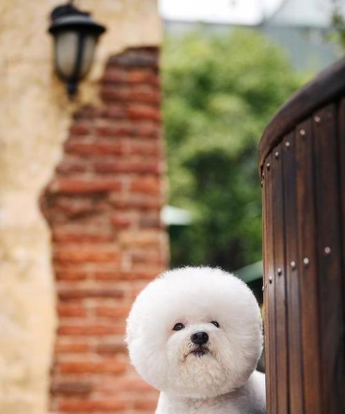 比熊犬能吃大碴粥吗？如何制作适合它们的大碴粥？