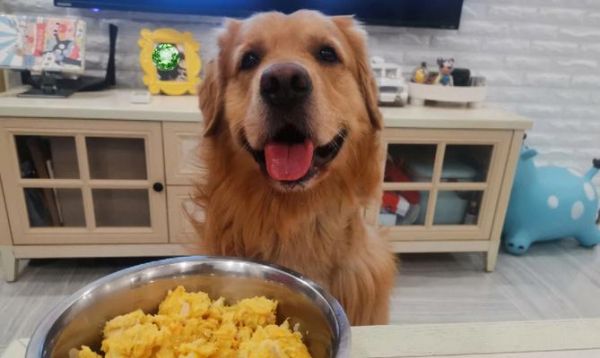 给狗狗掺玉米面粉的比例是多少？