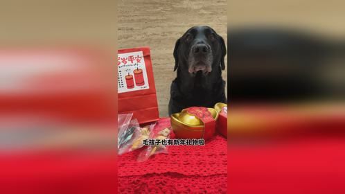 毛孩子也有新年礼物啦