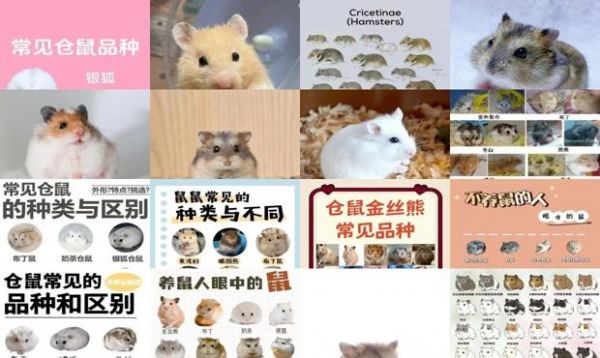 仓鼠种类有哪些