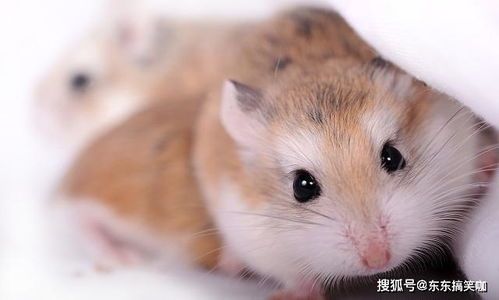 “超美琥珀仓鼠，美眉专属，选哪个品种？#宠物控#”