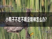 小鸭子不吃不喝没精神怎么办?