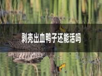 剥壳出血鸭子还能活吗