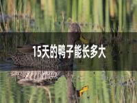15天的鸭子能长多大