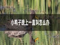 小鸭子晚上一直叫怎么办