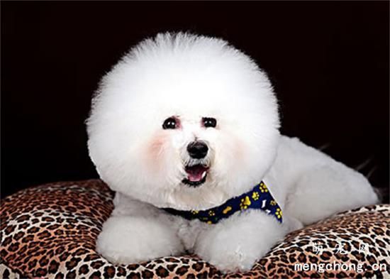 比熊怀孕期间怎么护理?