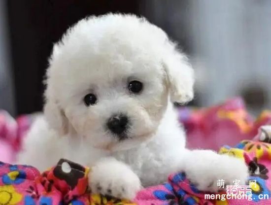 比熊母犬产后护理的三点注意事项