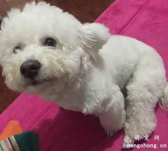 比熊犬产后要注意哪些事情?