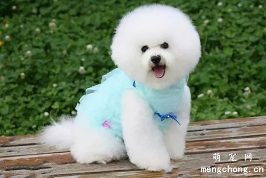 比熊母犬应该如何有效避孕?