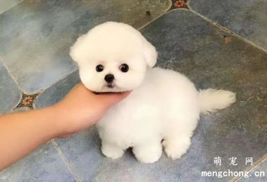 比熊犬近亲能配种么?