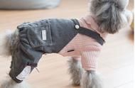 萌宠穿搭大赏：五款狗狗衣服PK