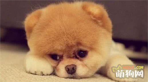 狗狗界中的这些小型犬，看完以后让人忍不住想养