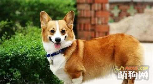 狗狗界中的这些小型犬，看完以后让人忍不住想养
