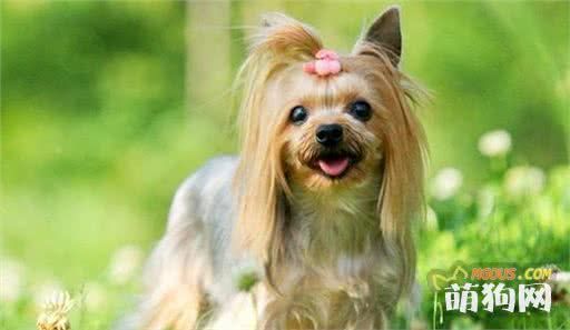 狗狗界中的这些小型犬，看完以后让人忍不住想养