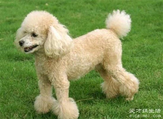 小型犬品种大全，10种超级好又聪明的狗狗，你家养了吗？