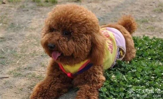 小型犬品种大全，10种超级好又聪明的狗狗，你家养了吗？