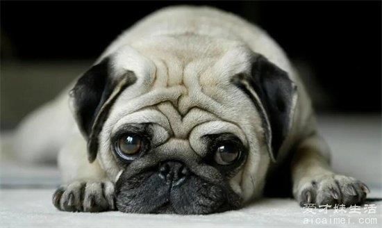 小型犬品种大全，10种超级好又聪明的狗狗，你家养了吗？