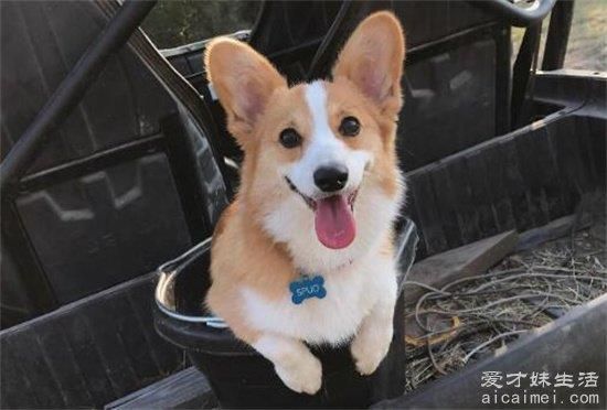 小型犬品种大全，10种超级好又聪明的狗狗，你家养了吗？