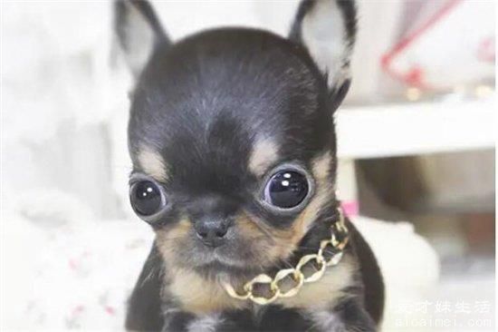 小型犬品种大全，10种超级好又聪明的狗狗，你家养了吗？