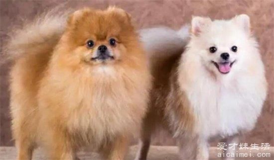 小型犬品种大全，10种超级好又聪明的狗狗，你家养了吗？