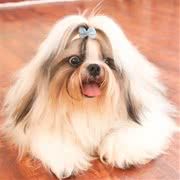 西施犬