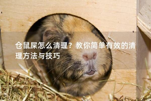 仓鼠屎怎么清理？教你简单有效的清理方法与技巧