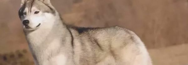 苏州相城区养犬管理办证服务点汇总