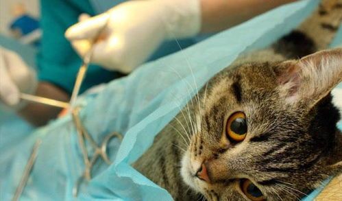猫咪孕期补钙，健康孕育宠物