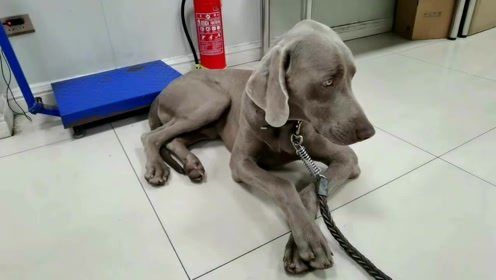 宠物马犬快速补钙攻略