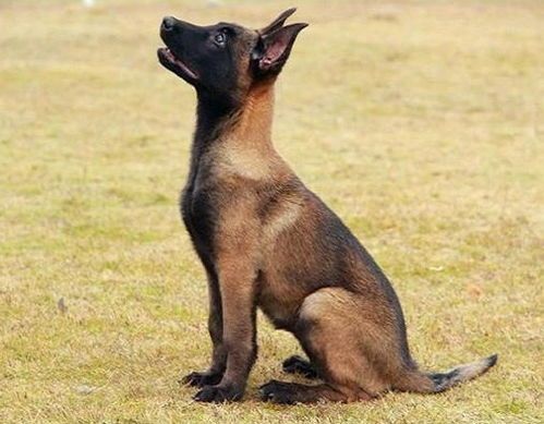 宠物马犬快速补钙攻略