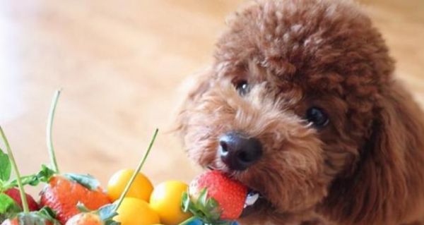 泰迪幼犬的钙补充需求及补钙时间选择（科学合理的补钙方案，帮助泰迪幼犬健康成长）