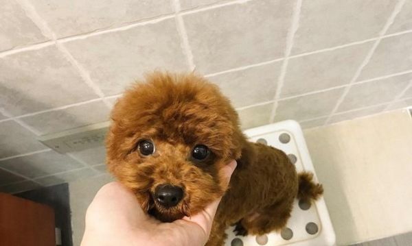 泰迪幼犬的钙补充需求及补钙时间选择（科学合理的补钙方案，帮助泰迪幼犬健康成长）