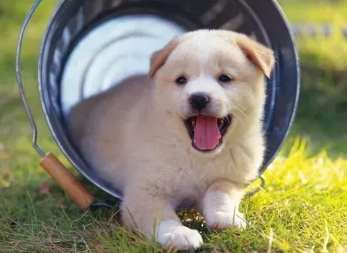 “反刍狗走红宠物圈,销量惊人!”